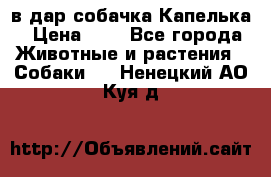 в дар собачка Капелька › Цена ­ 1 - Все города Животные и растения » Собаки   . Ненецкий АО,Куя д.